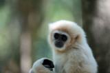 D40_5070F gibbon (Hylobatidae, Gibbon).jpg