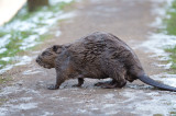 D40_9137F bever (Castor fiber, Beaver).jpg