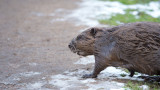D40_9130F bever (Castor fiber, Beaver).jpg