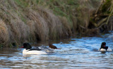 D40_8695F grote zaagbek (Mergus merganser, Goosander).jpg