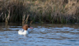 D40_8826F grote zaagbek (Mergus merganser, Goosander).jpg