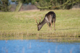 D40_8841F damhert (Dama dama, Fallow Deer).jpg