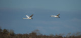 D40_8962F wilde zwaan (Cygnus cygnus, Whooper Swan).jpg