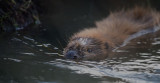 D40_9106F bever (Castor fiber, Beaver).jpg
