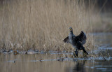 D40_9371F aalscholver (Phalacrocorax carbo, Great Cormorant).jpg