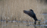 D40_9387F aalscholver (Phalacrocorax carbo, Great Cormorant).jpg