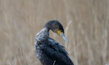 D40_9623F aalscholver (Phalacrocorax carbo, Great Cormorant).jpg