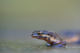 D40_9780F kleine watersalamander (Lissotriton vulgaris (synoniem Triturus vulgaris), Smooth Newt).jpg