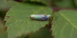 D40_9387F groene rietcicade (Cicadella viridis, Green Leafhopper)jpg