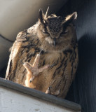 D40_0260F oehoe (Bubo bubo, Eurasian Eagle-Owl).jpg