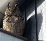 D40_0001F oehoe (Bubo bubo, Eurasian Eagle-Owl).jpg