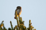 D40_1586F dwerguil (Glaucidium passerinum, Eurasian Pygmy Owl).jpg