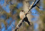 D40_1992F taigagaai (Perisoreus infaustus, Siberian Jay)..jpg