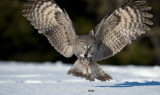 D40_3086F laplanduil (Strix nebulosa, Great Grey Owl).jpg