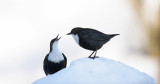 D40_4888F zwartbuikwaterspreeuw (Cinclus cinclus cinclus, Black-bellied Dipper).jpg