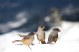 D40_5120F taigagaai (Perisoreus infaustus, Siberian Jay).jpg