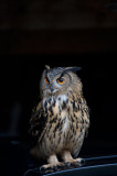 D40_6012F oehoe (Bubo bubo, Eurasian Eagle-Owl).jpg