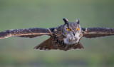 D40_6651F oehoe (Bubo bubo, Eurasian Eagle-Owl).jpg