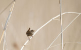 D40_7173F winterkoning (Troglodytes troglodytes, Wren).jpg