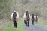 D40_7261F Konikpaard (Eguus caballus, Konikshorse).jpg