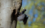 D40_7566F zwarte specht (Dryocopus martius, Black Woodpecker).jpg