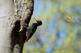D40_7573F zwarte specht (Dryocopus martius, Black Woodpecker).jpg