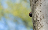 D40_7625F zwarte specht (Dryocopus martius, Black Woodpecker).jpg