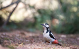 D40_7727F grote bonte specht (Dendrocopos major, Great Spotted Woodpecker).jpg