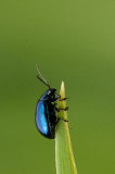 300_4078F elzenhaantje (Agelastica alni, alder leaf beetle).jpg