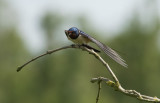 D40_9734F boerenzwaluw (Hirundo rustica, Barn Swallow).jpg