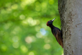 Het Nationale Park de Hoge Veluwe