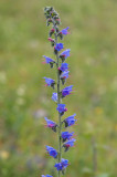 D40_0952F slangenkruid (Echium vulgare, Viper's Bugloss or Blueweed).jpg