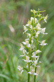 D40_1073F bergnachtorchis (Platanthera chlorantha, Greater butterfly-orchid).jpg