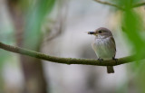 D40_4040F grauwe vliegenvanger (Muscicapa striata, Spotted Flycatcher).jpg