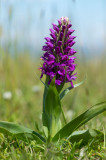 D40_4822F noordelijke moerasorchis (Dactylorhiza purpurella, Northern marsh orchid).jpg