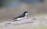 D40_5524F huiszwaluw (Delichon urbicum, Common House Martin).jpg