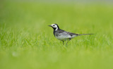 D40_5879F rouwkwikstaart (Motacilla yarrellii, Pied Wagtail).jpg