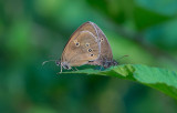 D40_9083F koevinkje (Aphantopus hyperantus, Ringlet).jpg