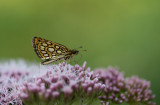 D40_9238F spiegeldikkopje (Heteropterus morpheus, Large chequered skipper).jpg