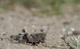 D40_9577F blauwvleugelsprinkhaan (Oedipoda caerulescent, Blue-winged Grasshopper).jpg