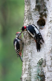 D40_2062F grote bonte specht (Dendrocopos major, Great Spotted Woodpecker).jpg