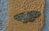 D40_9426F gewone spikkelspanner (Ectropis crepuscularia, Engrailed).jpg