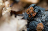 D40_7979F oranje aaskever (Oiceoptoma thoracicum).jpg