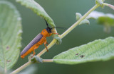 D40_9141F twee-ogige wilgenbok (Oberea oculata).jpg