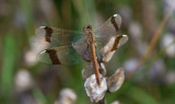 D40_1602F bandheidelibel (Sympetrum pedemontanum, Banded darter).jpg