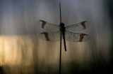 D40_2038F bandheidelibel vr. (Sympetrum pedemontanum, Banded darter).jpg