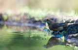 D40_2161F kruisbek (Loxia curvirostra, red crossbill).jpg