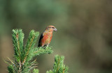 D40_2180F kruisbek (Loxia curvirostra, red crossbill).jpg