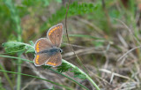 D40_3244F bruin blauwtje (Aricia agestis, voorheen Plebeius agestis, Brown argus).jpg