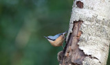 D40_2487F boomklever (Sitta europaea, Eurasian Nuthatch).jpg